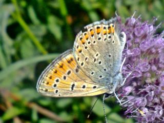 Kk Ate Gzeli (Lycaena thersamon)