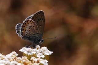 Gm Lekeli Esmergz (Plebejus argus)