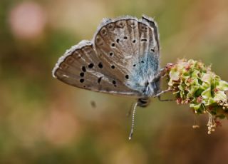 okgzl Edon Mavisi (Polyommatus aedon)