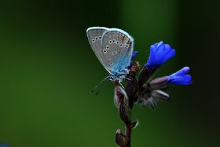 okgzl Gzel Mavi (Polyommatus bellis)