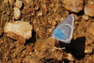 okgzl Diana Mavisi (Polyommatus diana)