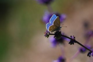 okgzl Gk Mavisi (Polyommatus bellargus)