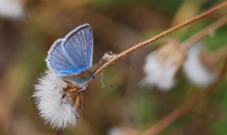 okgzl Dafnis (Polyommatus daphnis)