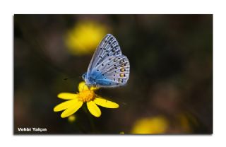 okgzl Mavi (Polyommatus icarus)