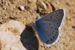 okgzl Amanda (Polyommatus amandus)