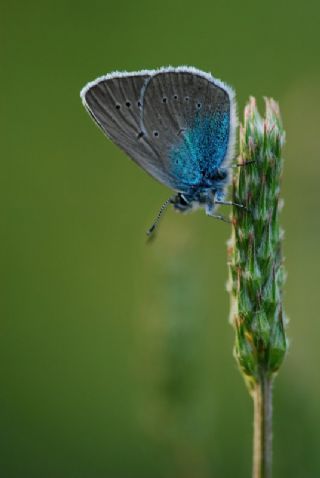 okgzl Diana Mavisi (Polyommatus diana)