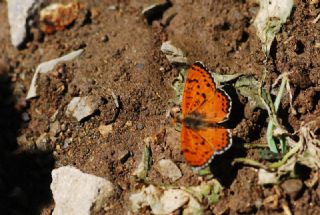 Benekli parhan (Melitaea didyma)