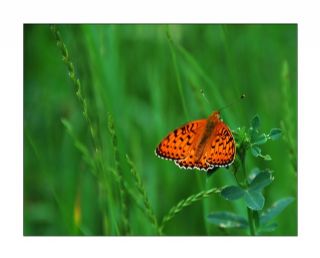 Gzel nci (Argynnis aglaja)