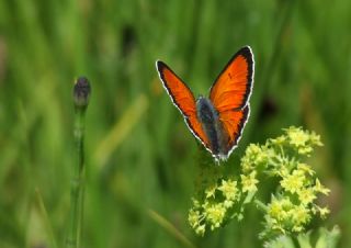 Ate Bakr Gzeli (Lycaena candens)