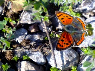 Benekli Bakr Gzeli (Lycaena phlaeas)