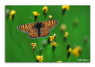 parhan (Melitaea cinxia)