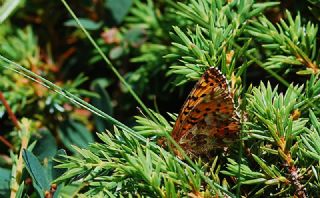 Kafkas Meneke Kelebei (Boloria caucasica)