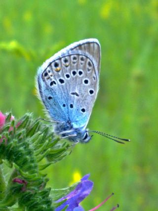 okgzl Amanda (Polyommatus amandus)