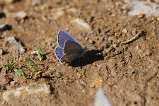 Anadolu Esmergz (Plebejus modicus)