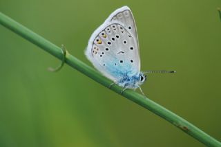 okgzl Amanda (Polyommatus amandus)