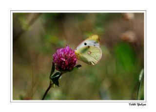 Sar Azamet (Colias croceus)