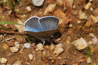 okgzl Edon Mavisi (Polyommatus aedon)