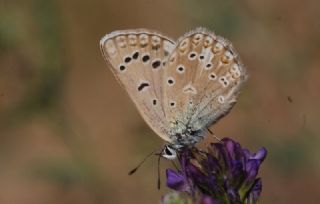 okgzl Edon Mavisi (Polyommatus aedon)