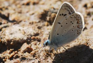 okgzl Edon Mavisi (Polyommatus aedon)