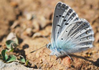 okgzl Edon Mavisi (Polyommatus aedon)