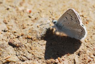 okgzl Edon Mavisi (Polyommatus aedon)