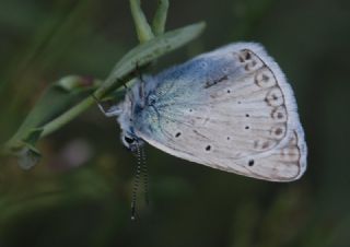 okgzl Edon Mavisi (Polyommatus aedon)