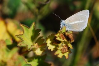 ? Agro Tr (Tanmsz) (Agrodiaetus sp.)