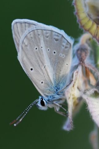 ? Agro Tr (Tanmsz) (Agrodiaetus sp.)