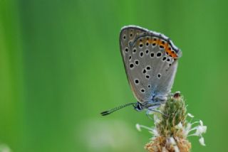 Byk Mor Bakr Gzeli (Lycaena alciphron)