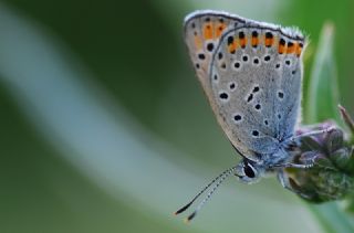 Ate Bakr Gzeli (Lycaena candens)