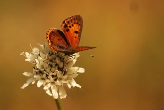 Ate Bakr Gzeli (Lycaena candens)