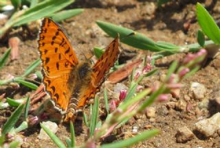 Benekli parhan (Melitaea didyma)