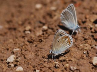 okgzl Turkuvaz Mavisi (Polyommatus dorylas)