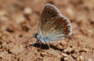 okgzl Turkuvaz Mavisi (Polyommatus dorylas)