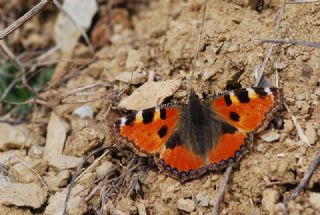 Aglais (Aglais urticae)