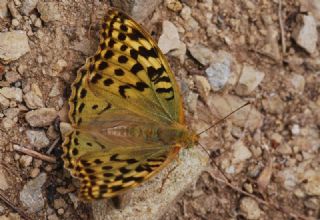 Bahadr (Argynnis pandora)