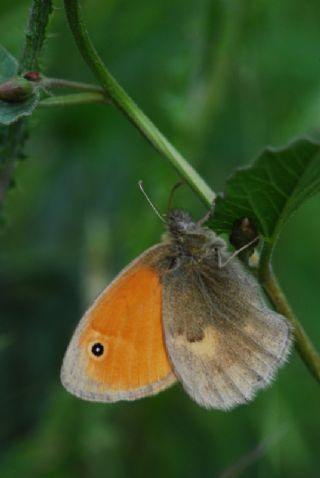 Kk Zpzp Perisi (Coenonympha pamphilus)