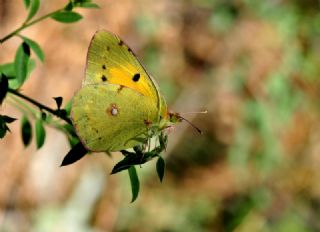 Sar Azamet (Colias croceus)