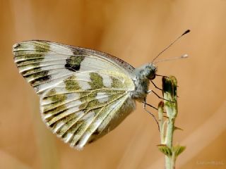 Yeni Beneklimelek (Pontia edusa)