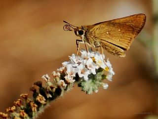 Beyaz illi Kara Zpzp (Pelopidas  thrax)