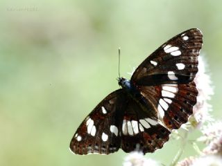 Akdeniz Hanmeli Kelebei (Limenitis reducta)