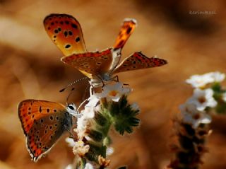 Kk Ate Gzeli (Lycaena thersamon)