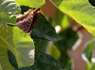 ift Kuyruklu Paa (Charaxes jasius )