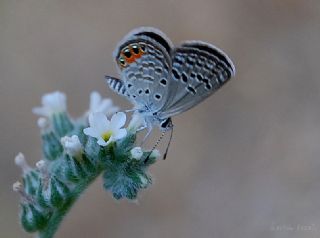 Mcevher Kelebei (Chilades trochylus)