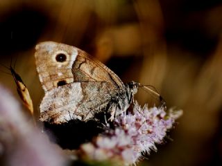 Aa Karamelei (Hipparchia statilinus)