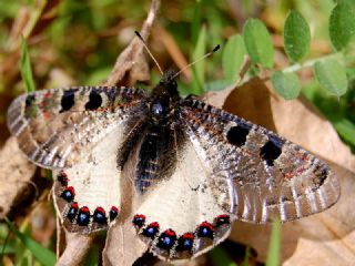 Yalanc Apollo (Archon apollinus)