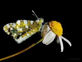 Da� Oykl�s��&nbsp;(Euchloe&nbsp;ausonia)