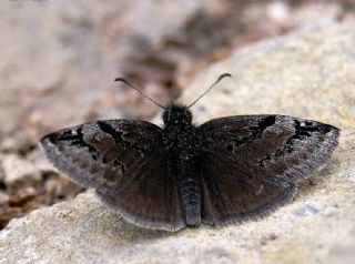 Kara Zpzp (Erynnis marloyi)