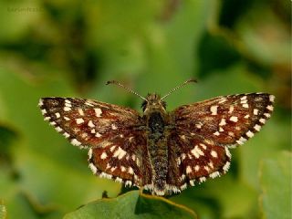 Ege Zpzp (Pyrgus melotis)