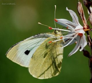 Byk Beyazmelek  (Pieris brassicae)